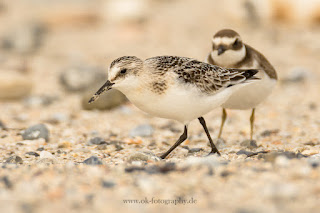 Wildlifefotografie Helgoland Düne Sanderling