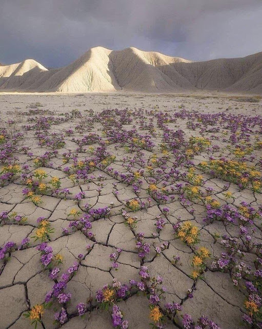 şili'nin Atacama Çölü'nde nadir görülen Çöl Çiçeği