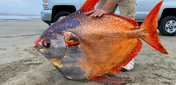 Il maestoso moofish sorprende i frequentatori della spiaggia dell'Oregon