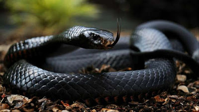The Black Mamba - No.1 Killer Snake in Human history