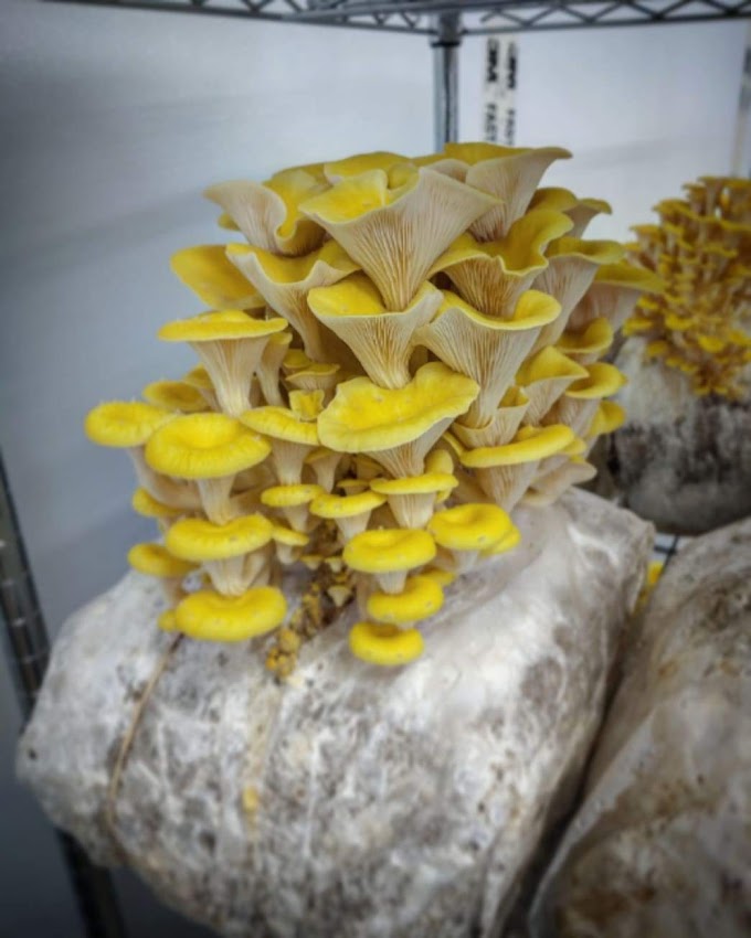  What triggers mushroom fruiting? | Mushroom farming | Biobritte mushrooms