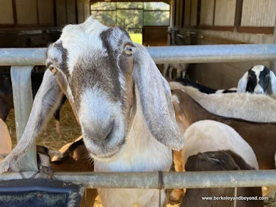 goat at Pennyroyal Goat Dairy and Farm in Boonville, California