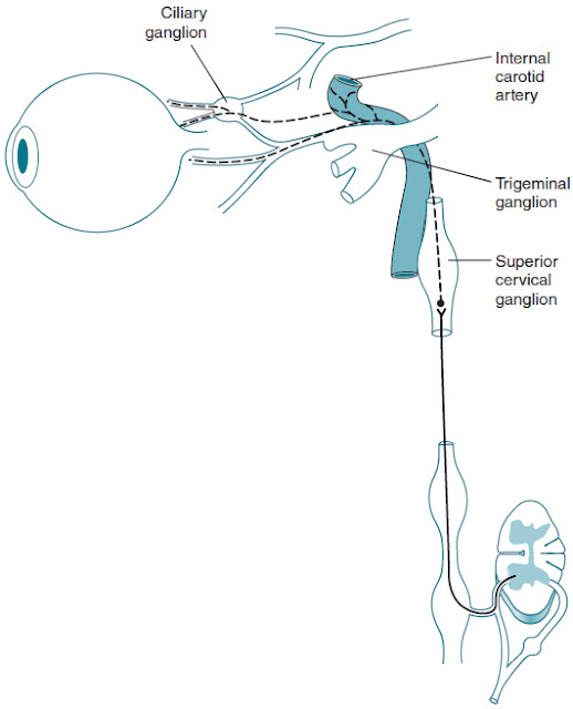 Sympathetic nerve pathway of the eye