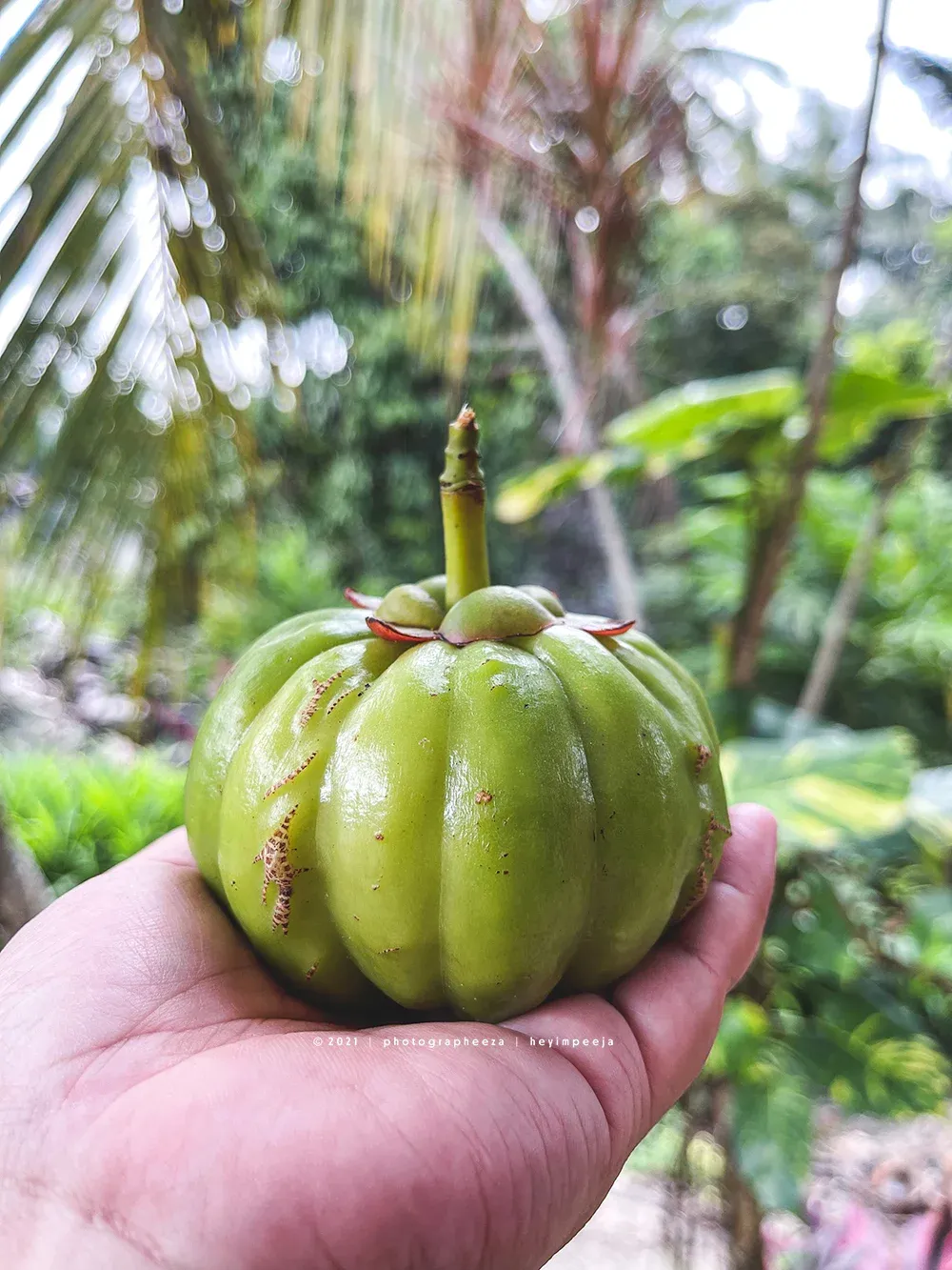 Buah Asam Gelugur