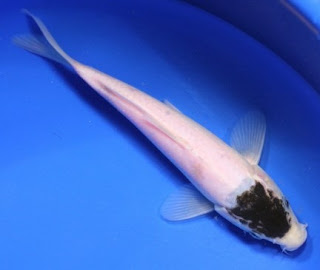 Ikan koi tancho dan variannya