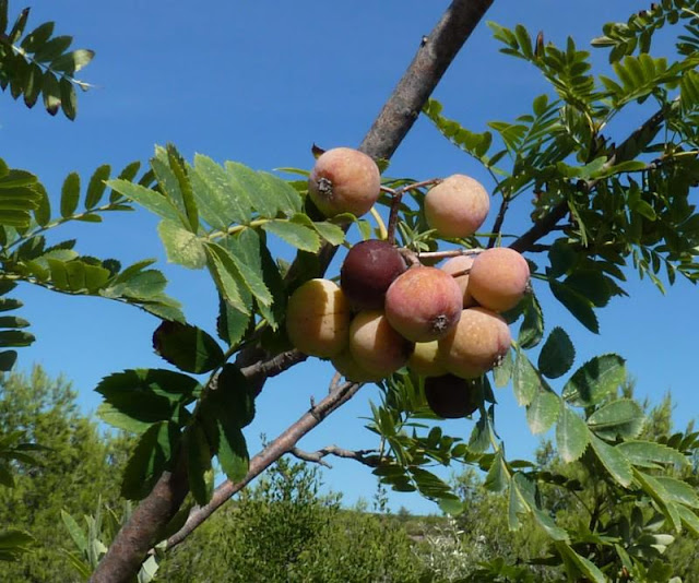 Рябина домашняя (Sorbus domestica)