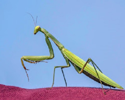 Praying mantises