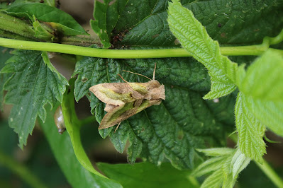 Koperuil - Koperûltsje - Diachrysia chrysitis