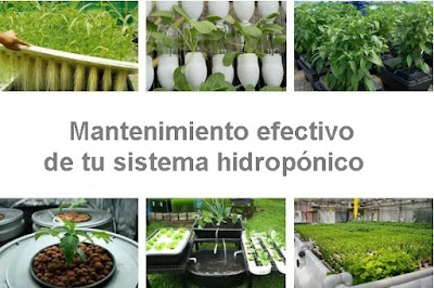 mantenimiento efectivo de tu sistema hidropónico