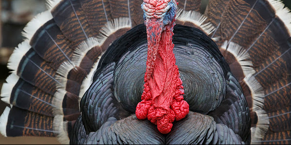 Bronze Turkey