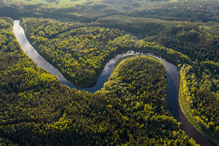 Amazon Rainforest Image