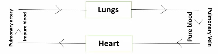 Pulmonary circulation