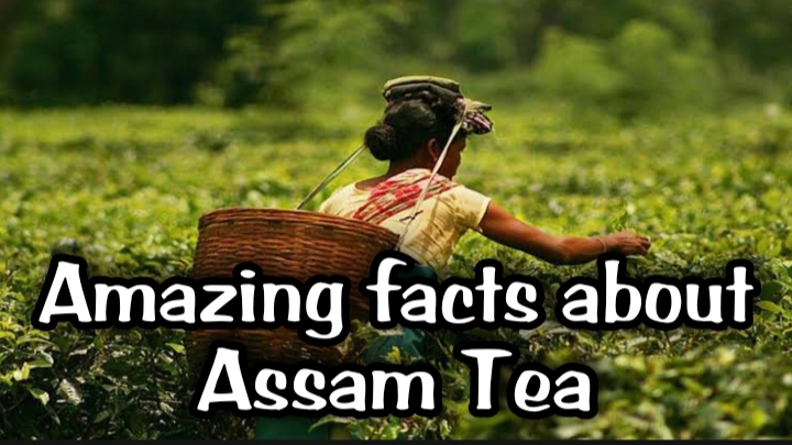 Amazing facts about Assam Tea