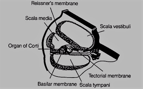 cochlea