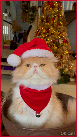 Xmas Cat  GIF • 'Morris' the fluffy and beautiful Santa cat whises you a Meowy Christmas