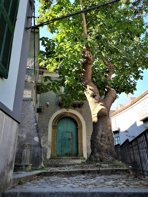 Mormanno albero di Paulownia tormentosa