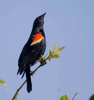 Photo of singing Red-winged Blackbird