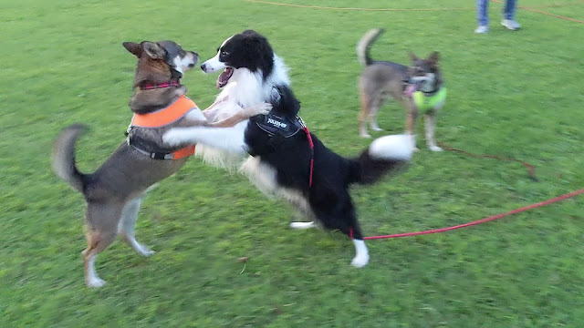 保護犬 ボーダーコリー トーマ