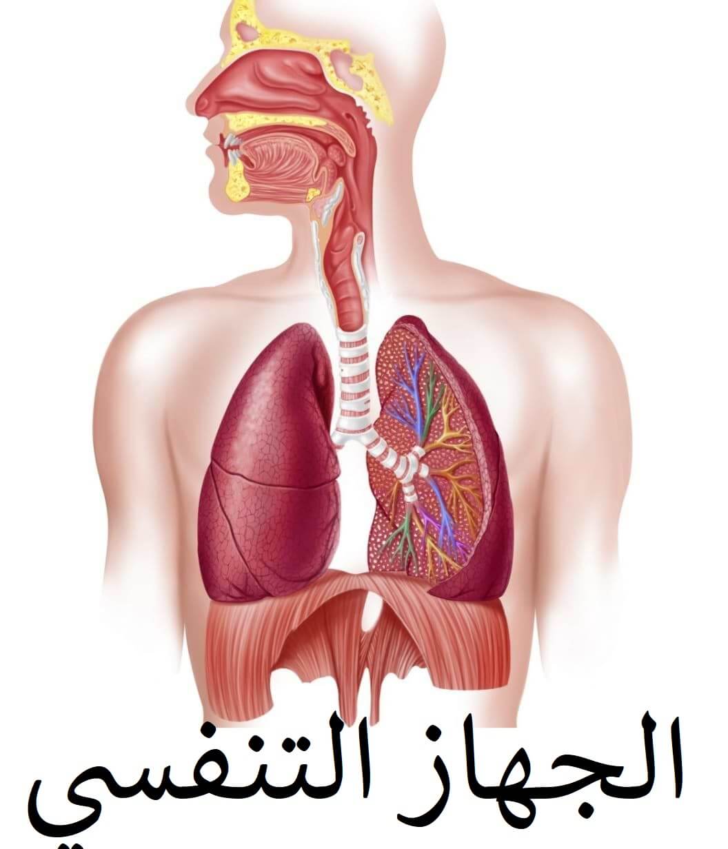 ملخص درس الجهاز التنفسي المستوى الخامس