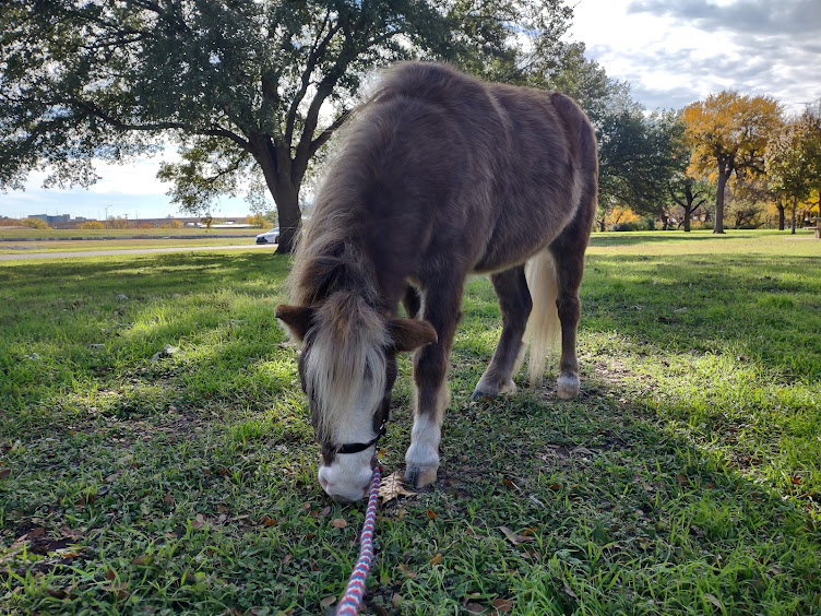 My 4 little ponies