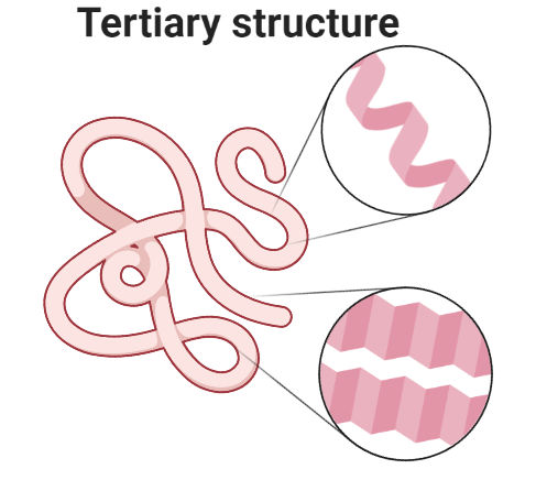 tertiary structure of protein