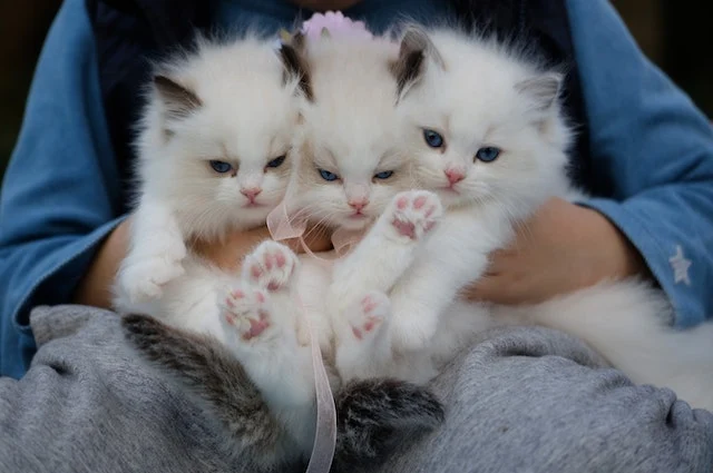 rekomendasi vitamin kucing terbaik agar anabul sehat