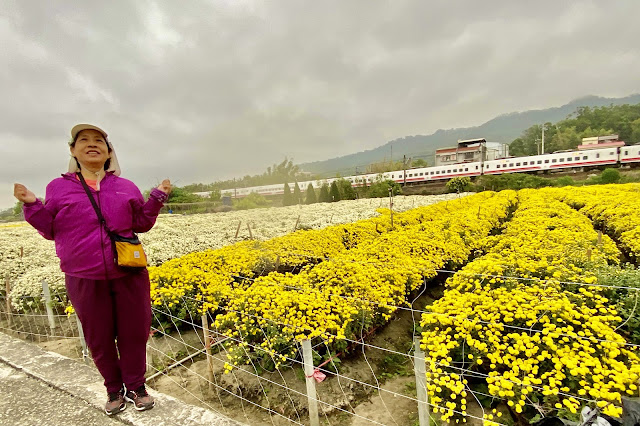 銅鑼杭菊