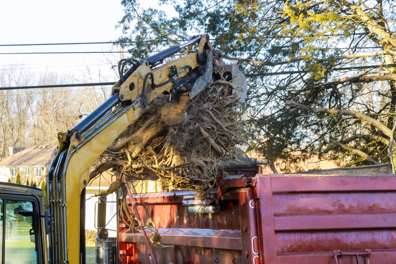 Tree Removal