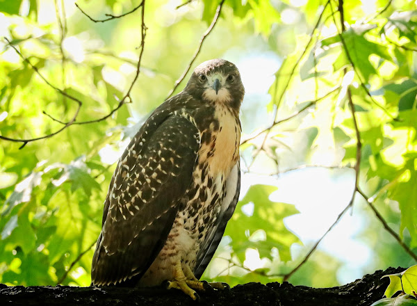 Tompkins Square red-tailed hawk fledgling with frounce