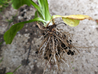 Корневище Plantago major