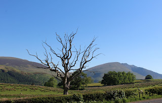 The Dead Tree