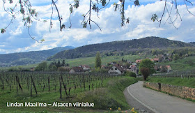 Viinitarha Alsacen viinireitillä Mittelbergheim Ranska