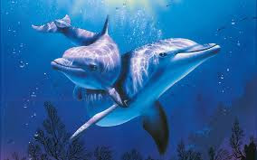 Images for wallpaper dolphin