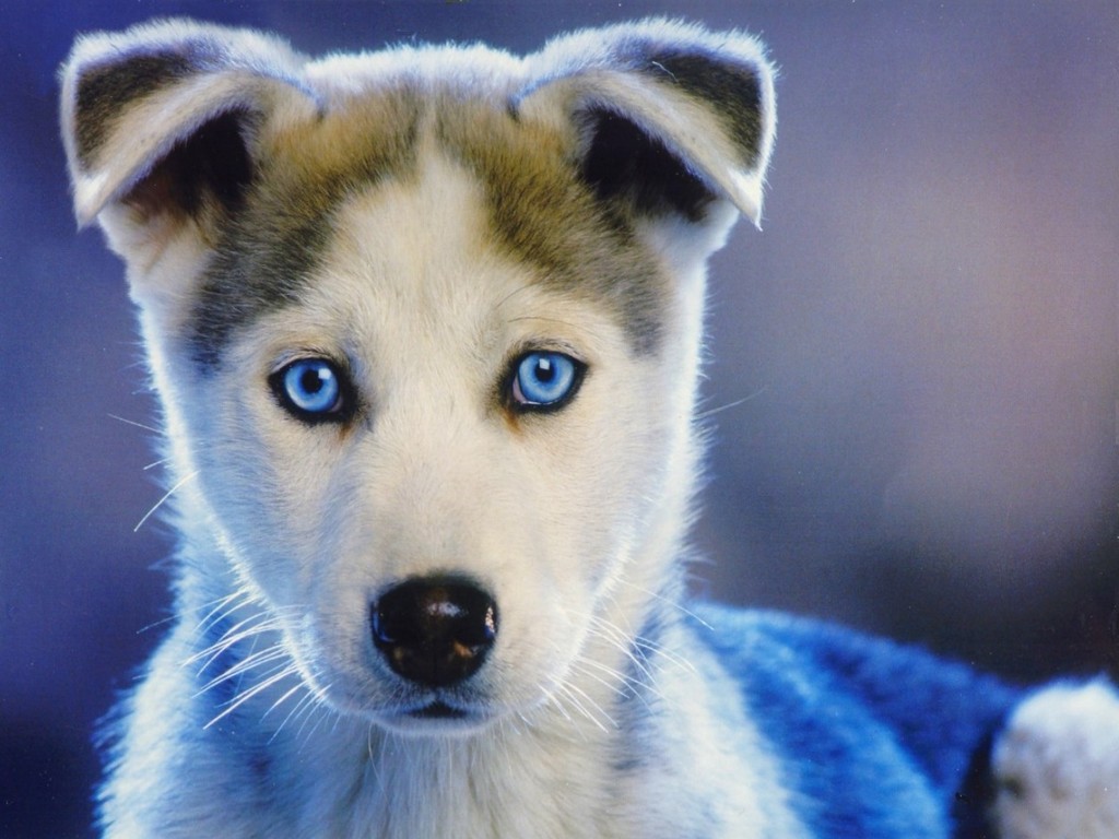  HD  Wallpapers  HD  PUPPY  WALLPAPERS 