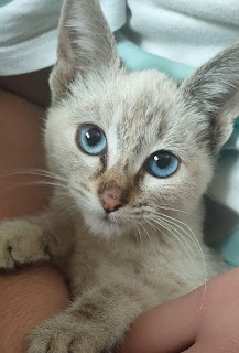 Adoptamos una gatita: La historia de NANA