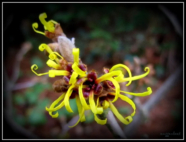 Hamamelis x intermedia Westerstede