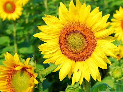 fotografias de lindos girasoles