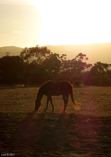 lefevre terrace horses