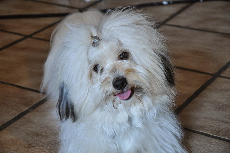 Hypoallergenic Coton De Tulear Dog Breed