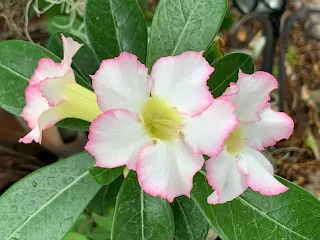 The Desert Rose (Adenium obesum) South Florida Gardens