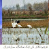 Wild Life in Iran 2 (Urdu Documentary)