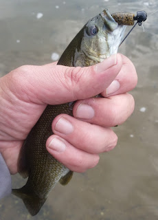 juniata smallmouth bass