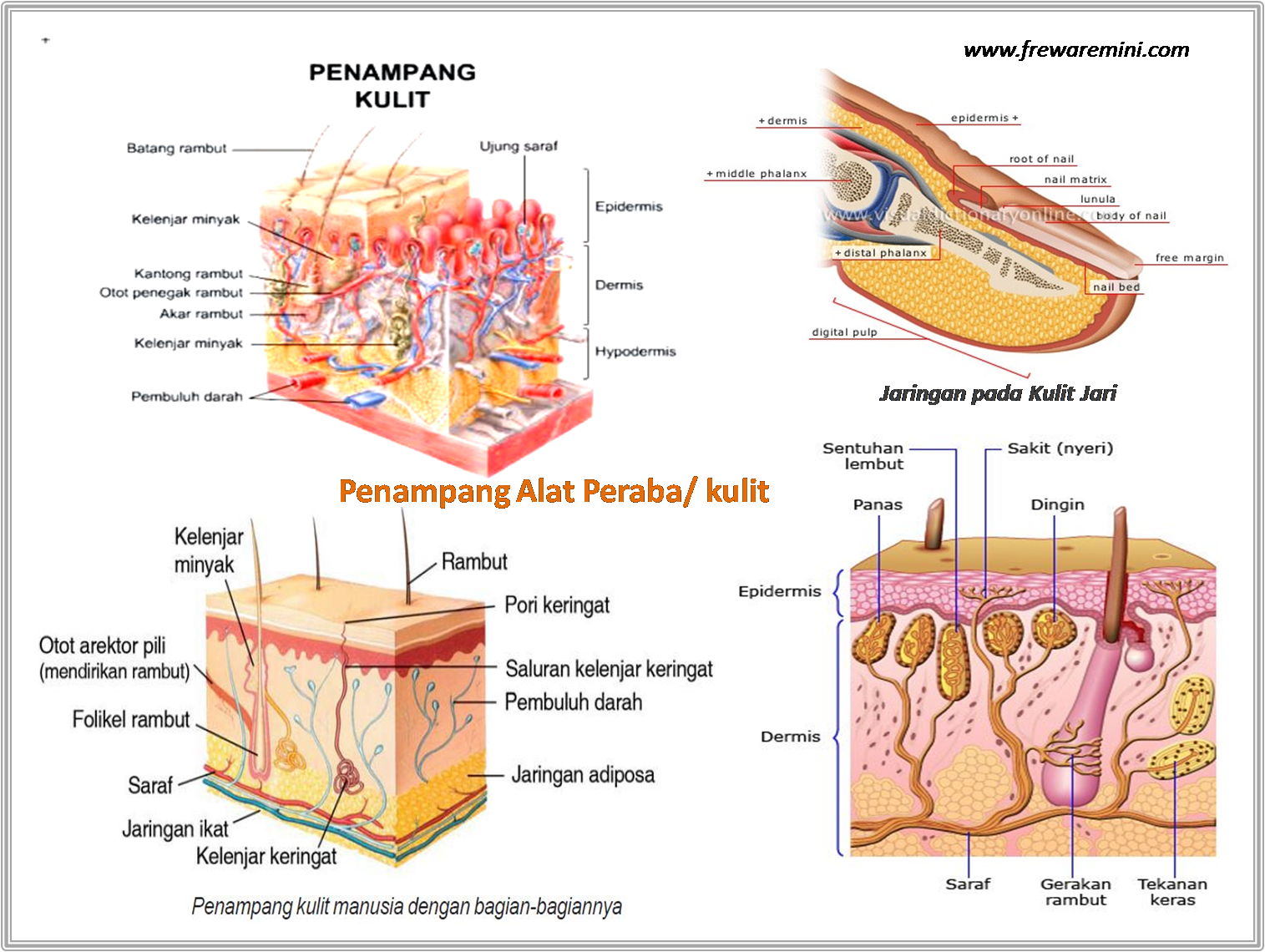 GAMBAR PANCA INDERAANATOMIPADA TUBUH MANUSIA Freewaremini