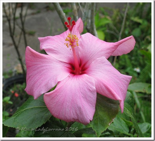 03-19-pink-hib_thumb2