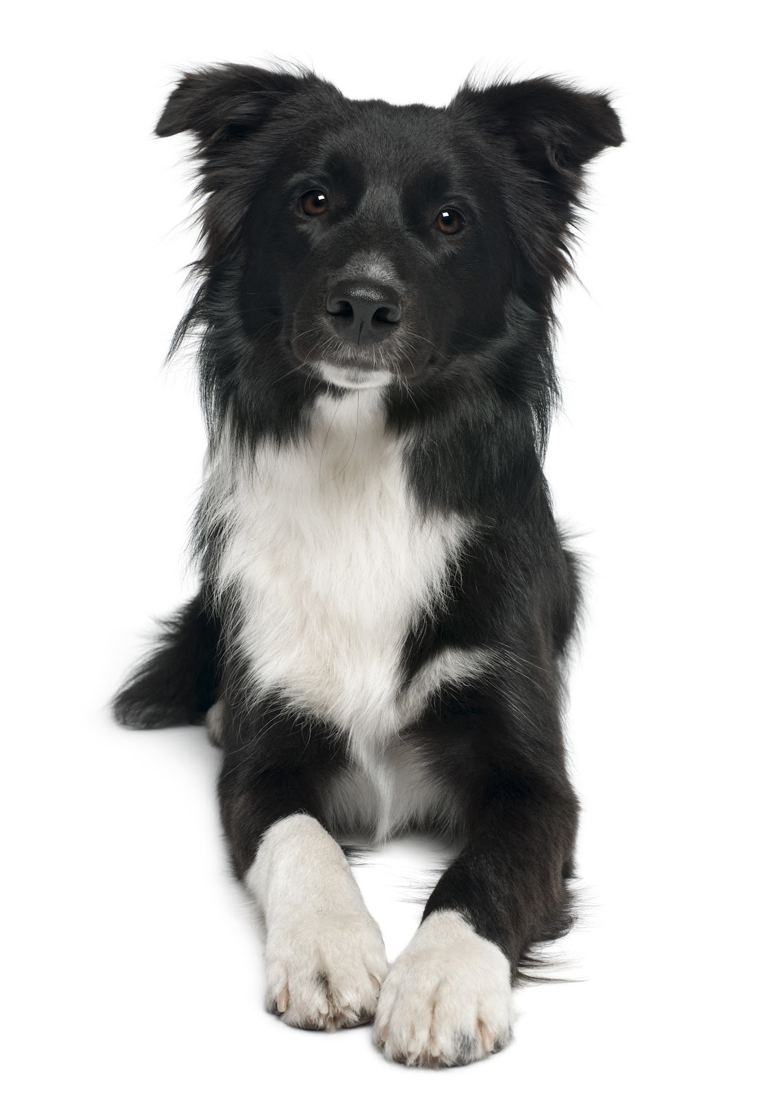 Cute Dogs: Cute Border collie dogs