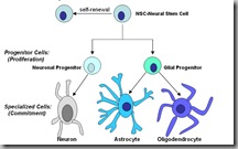 Stem Cells - Neural