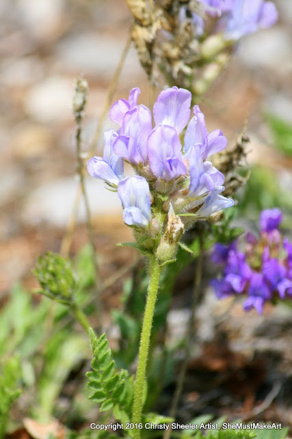 Locoweed, this one lavender, is a wildflower not desired near cattle and horses.