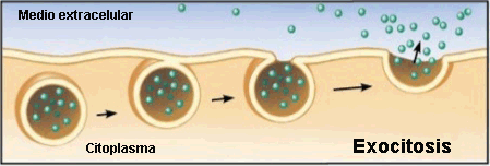 Proceso de exocitosis