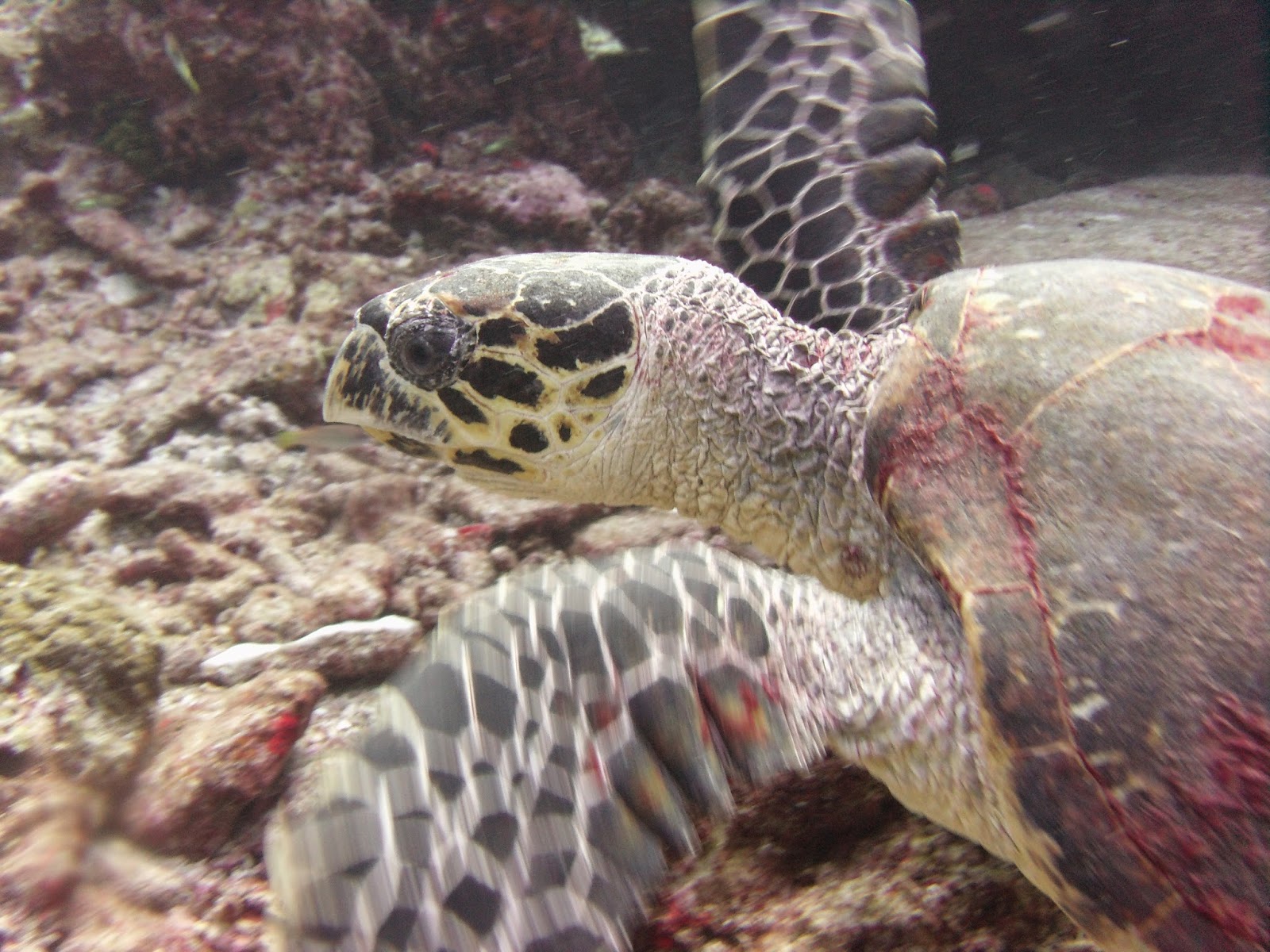 friendly Turtle at Phi Phi