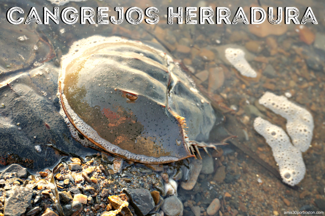 Cangrejos Herradura del Atlántico en New Hampshire